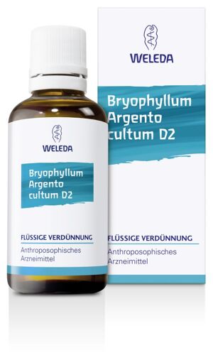 BRYOPHYLLUM ARG CUL D 2