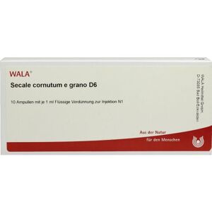 SECALE CORNUTUM E GRAN D 6